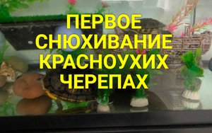 Каждой Твари по ПАРЕ