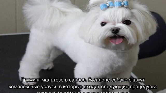 Стрижка мальтезе (мальтийской болонки) под щенка