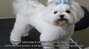 Стрижка мальтезе (мальтийской болонки) под щенка