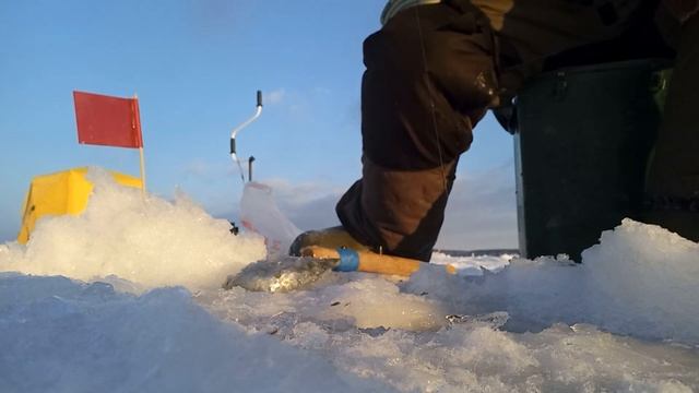 Белоярские "Батоны". Ну или просто плотва на мормышку.