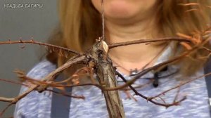Бонсай из метасеквойи (ч.6).