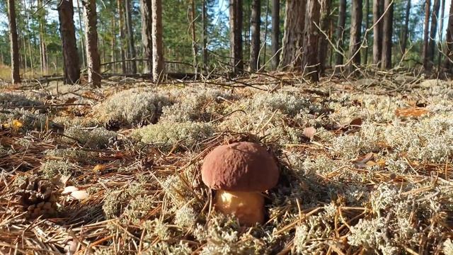 ВСЕ ВИДЫ БОРОВИКОВ 2020 ! БЕЛЫЕ ГРИБЫ И БОРОВИКИ КРАСАВЦЫ ! ВЫ ТОЛЬКО ПОСМОТРИТЕ !