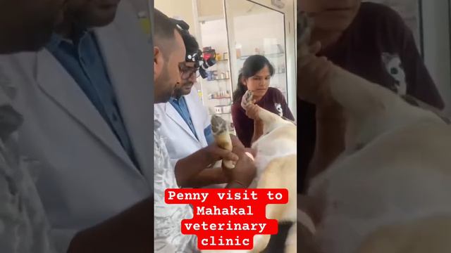 Penny #Dog visit #mahakal #veterinary #clinic Sunday tumour #limpoma