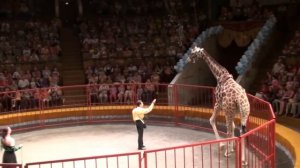 Цирк  Жираф   шоу