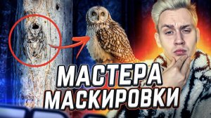 Животные-мастера маскировки