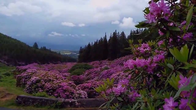 The VEE смотреть онлайн