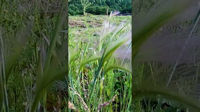 Ковыль трава степная.?