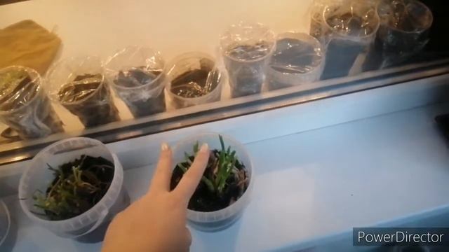 Что можно сажать в феврале. КАКОЙ ГРУНТ ИСПОЛЬЗОВАТЬ. смотреть онлайн