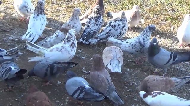 БАКИНСКИЕ ГОЛУБИ АНДРЕЯ АБРАШКИНА смотреть онлайн