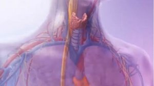 Эндокринная система