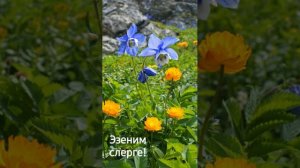 Алтайский песня jурум меге берилген
