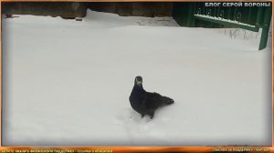 Голубь Геннадий улетел?  История выпуска голубя на волю после лечения