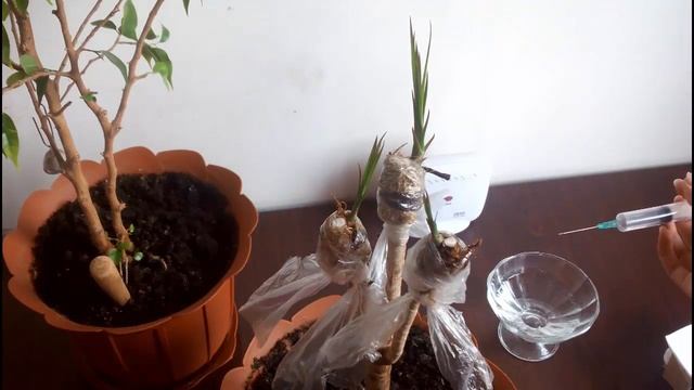 Драцена ❀ Пробуждаю почки ❀ Увлажнение стебля