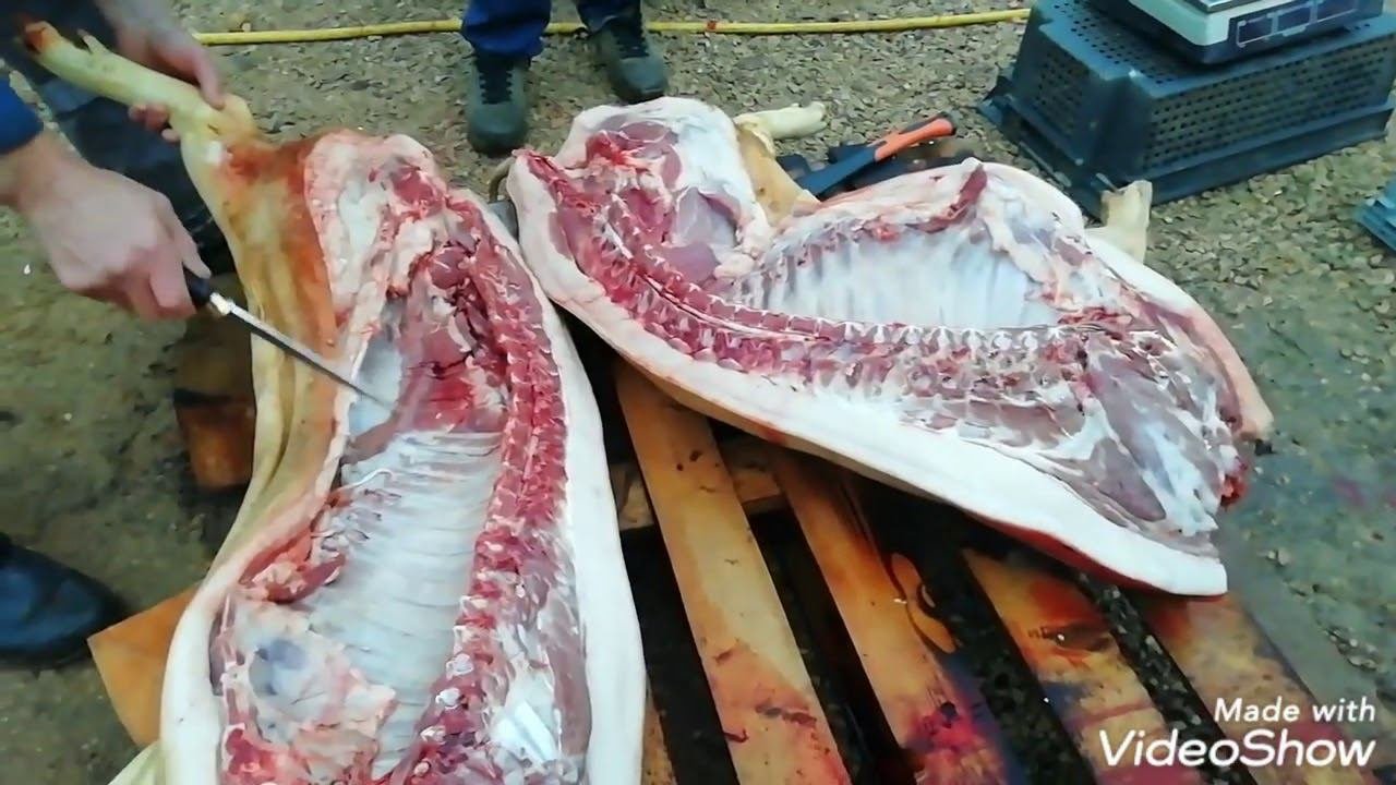 Вес поросёнка  Крупной белой породы в 6 месяцев 110,6кг