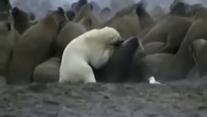 Белый медведь нападает на моржей Polar bear attack Walrus