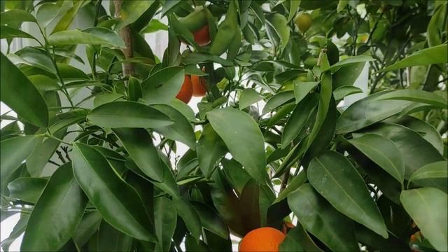 Nova (Нова) клементин/ танжерин/ мандарин. Harvest 2022.