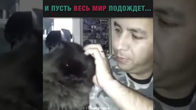 Кошачьи нежности...