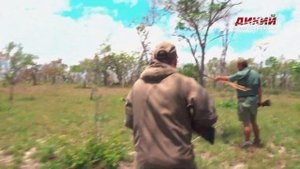 На капского буйвола. Мозамбик. Охота без границ.