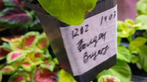 Колеус /Колеус из семян /Колеус серии Визарт, Конг и другие