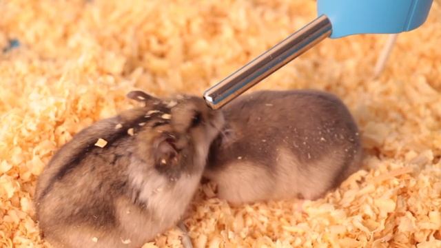 Говорящий хомяк. Милые хомки пьют воду смотреть онлайн