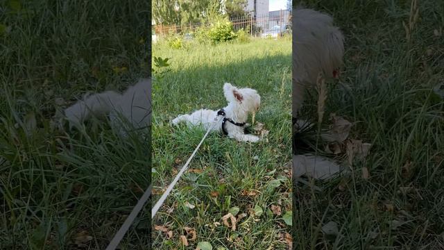 На прогулке