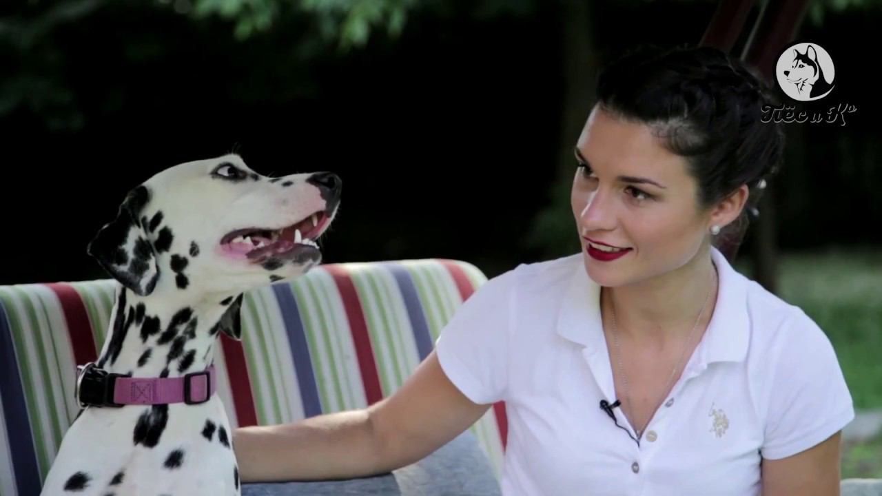 Такая порода. Далматин смотреть онлайн