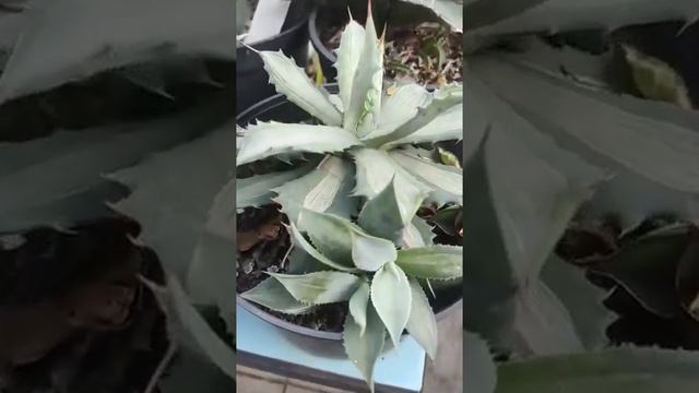 Agave isthmensis white medio picta Agaveville