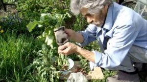 Как сохранить редиску