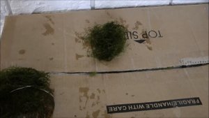 Привязываем яванский мох к кокосу