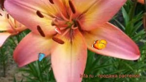 Лилия азиатская (lilium asiatic forever marion) ? азиатская лилия обзор: как сажать, луковицы лилии