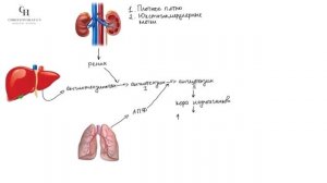Ренин ангиотензин альдостероновая система (РААС) | Гистология