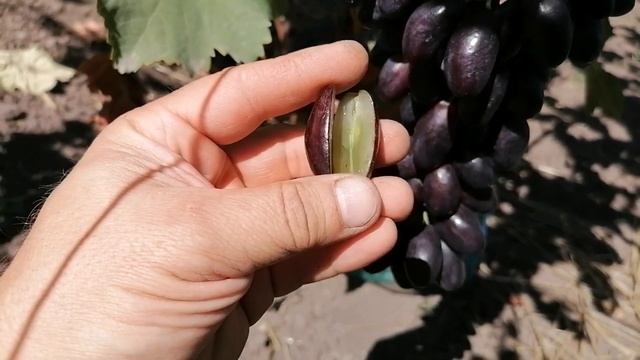 Ранние и ранне -средние сорта винограда .Часть 8: Журавлёнок , Божий дар ,Эверест , Дарвика ,Маруся смотреть онлайн