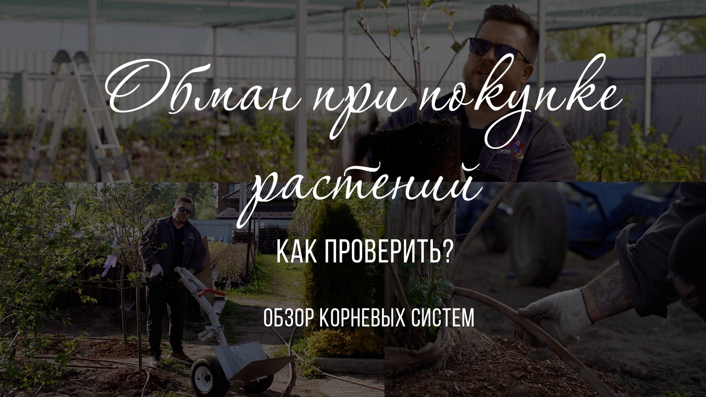 Закупка растений. Как нас обманывают? Открытая корневая система и закрытая. Отличия и как проверить?