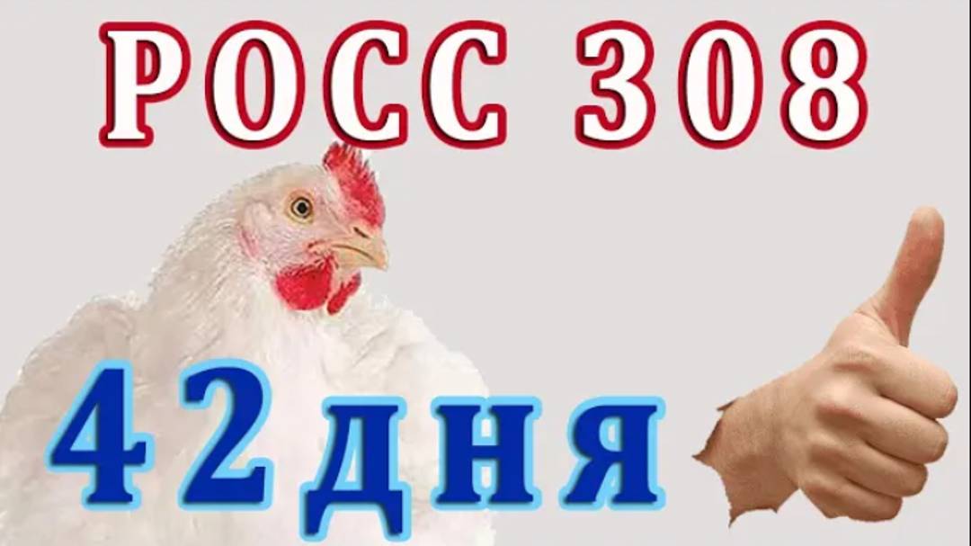 РОСС308  - 42 дня. Опять все напутала! Едим - славный корм  и пьем пробиотики моноспорин и проЛам.