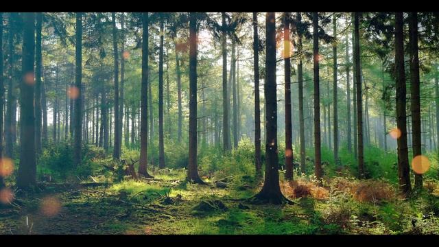 МЕДИТАЦИЯ. Установление Контакта с Бессознательным.