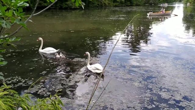 Lac Inférieur | BOIS DE BOULOGNE | Lakes in Paris смотреть онлайн
