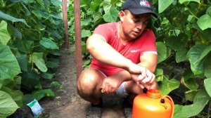 ⭕️СРОЧНОЕ ЛЕЧЕНИЕ мозаики  на огурцах в августе