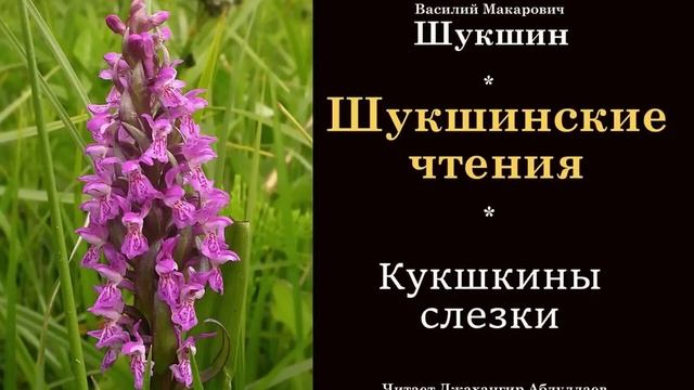 Кукушкины слезки (Василий Шукшин) Шукшинские чтения - Читает Джахангир Абдуллаев