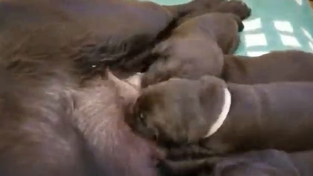 день защиты животных(2) смотреть онлайн