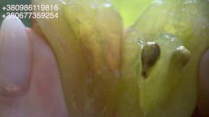 🍇 АБАЖУР. РАННІЙ ВИНОГРАД