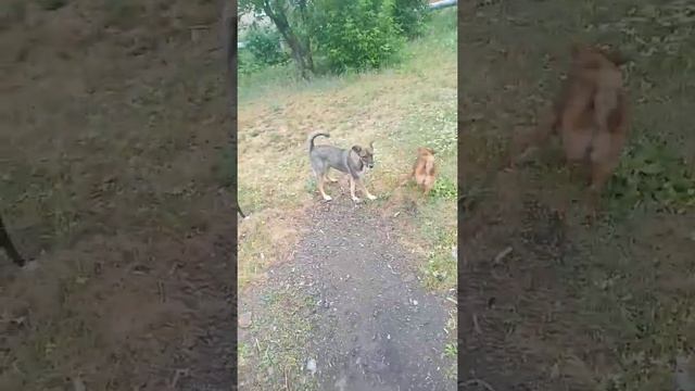 (недо)драка собак // ,,диалог” собак // собачий спор // битва ,,оборотней” смотреть онлайн