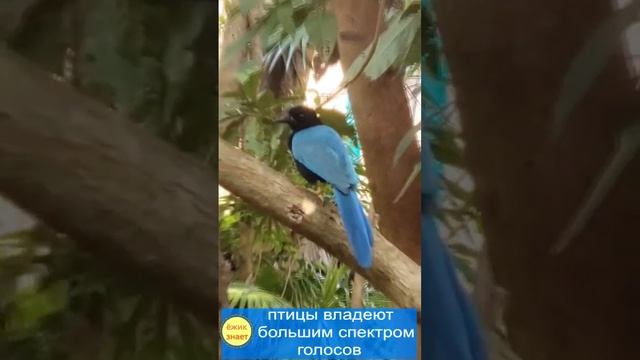 Лазурная сойка - птица удивительной красоты