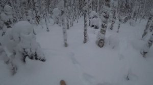 Троплю лося зимой на лыжах. 4 часть.