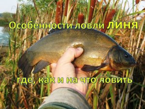 Особенности ловли линя — где, как и на что ловить