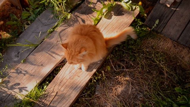 Осенний марафон | 1 книга | Викторианская эпоха