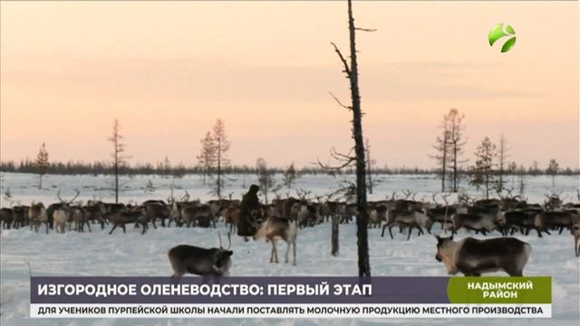 В Надымском районе оленеводы начали выпас оленей в условиях изгороди. Время Ямала.