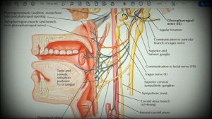 Анатомия с АВ. Языкоглоточный (glossopharyngeus, IX) и подъязычный нервы (hypoglossus, XII).