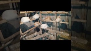 как я кормлю кроликов зимой / жизнь в деревне