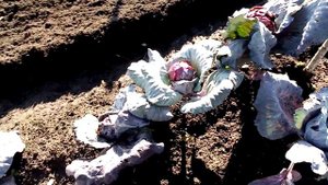 Убираю Краснокочанную  Капусту сорта ГАККО. Урожай ПЛОХОЙ. Больше сажать не БУДУ.  13 октября 2022г