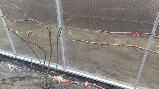 Подъём винограда на шпалеру - первая подвязка винограда после зимы смотреть онлайн